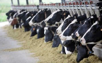 Ayudas para la modernización de explotaciones ganaderas y la incorporación de jóvenes