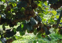 Ayudas a la industria agroalimentaria y forestal asturiana