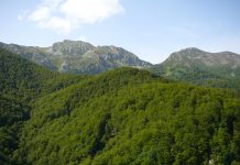 El Gobierno de Asturias destina 3,7 millones a ayudas para el desarrollo forestal