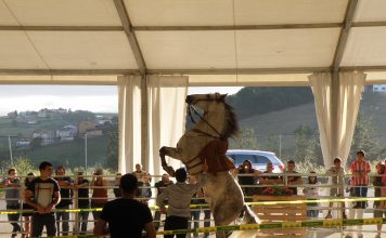 Tineo celebró su XIII Concurso Morfológico de Caballos Cruzados y de Pura Raza Española