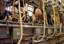 La producción láctea aumentará en la UE un 1% este año