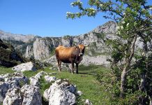 Consejos para la prevención de incendios forestales