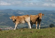 Aumento de la producción comunitaria en todos los tipos de carne