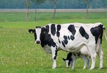 Avances del Acuerdo para la Estabilidad y Sostenibilidad del sector lácteo