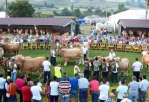 Concurso ganadero y feria ecológica se dan la mano en Llanera