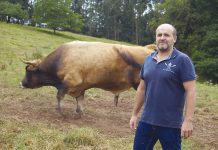 José Herminio Suárez: “La participación en concursos siempre es un beneficio para la mejora genética de la raza”