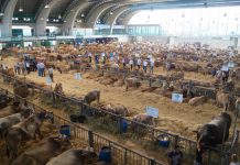 San Agustín, el certamen ganadero más antiguo de España