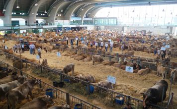 San Agustín, el certamen ganadero más antiguo de España