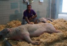 Iván Blanco: “Cocineros de alto nivel apuestan por la calidad de la carne de gochu asturcelta”