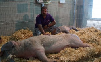 Iván Blanco: “Cocineros de alto nivel apuestan por la calidad de la carne de gochu asturcelta”