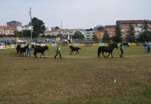 Germán Concheso: “En el concurso morfológico de Avilés con ejemplares tan homogéneos es difícil valorar”