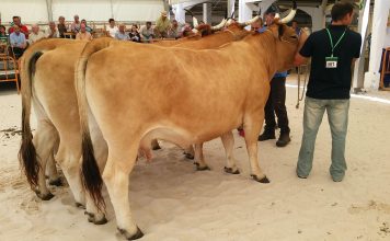 220 animales participaron en el concurso ganadero de Tineo