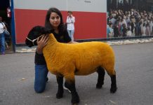 Andrea García,  Asociación Nacional de Criadores de Oveja Suffolk:  “En los concursos se tiñen de naranja por estética”