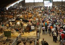 El Campo de Asturias, vuestro periódico