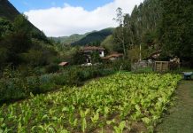 Javier González, presidente del COPAE: “El 80% de la población consumiría productos ecológicos aún teniendo que pagar más por ellos”