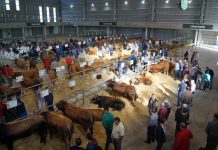 ASEAVA cierra el año con la Subasta Nacional de Asturiana de los Valles en Mieres