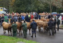El Certamen de Ganado Vacuno de Quirós pudo con la lluvia