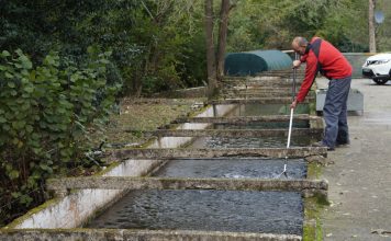 Piscifactoria ‘Truchas del Pigüeña’ vende trucha de calidad