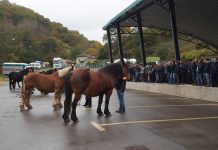 Los caballos protagonistas en Teverga