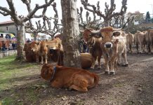 Porrúa, la cita tradicional de Asturiana de la Montaña