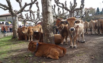 Porrúa, la cita tradicional de Asturiana de la Montaña