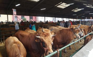 El Mercaón de Cabañaquinta, una feria de ganado de calidad