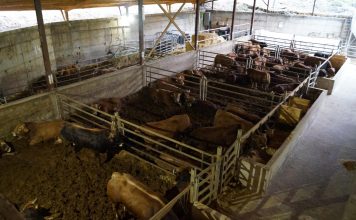 Datos del Centro de Cebo Experimental de Cibuyo, determinantes para la rentabilidad de los ganaderos