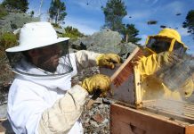 “La avispa asiática es un grave problema para los apicultores”