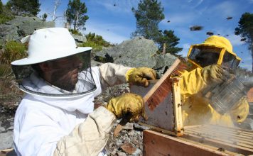 “La avispa asiática es un grave problema para los apicultores”