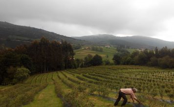 Jesús Atienza, agricultor de arándanos: “Picos de Europa Berries a pleno rendimiento comercializará 300.000 kilos de arándano”