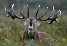 Aller, destino consolidado para la observación de la berrea de los venados