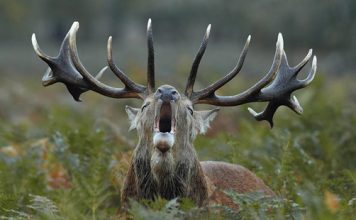 Aller, destino consolidado para la observación de la berrea de los venados