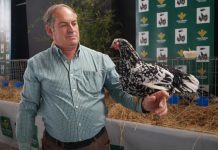 Asociación para la Recuperación de la Pita Pinta Asturiana: “Difundimos la cría en pureza de la pita pinta asturiana”