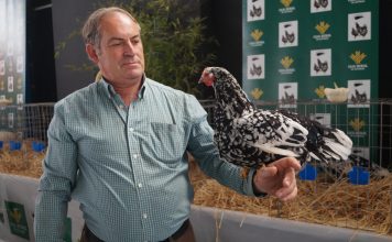 Asociación para la Recuperación de la Pita Pinta Asturiana: “Difundimos la cría en pureza de la pita pinta asturiana”