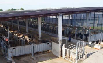 “Los toros de ASCOL ocupan lugares destacados en el ámbito internacional”