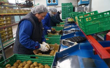 “La Isla tiene los mejores kiwis del mundo”