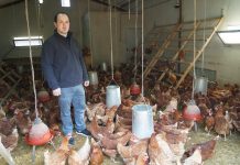 “En Avícola Cuchar cuidamos a las gallinas camperas como en cualquier casa”