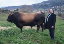 La Mesada, pasión por ganadería