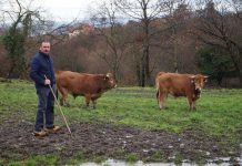 Ganadería Cabrero comercializa en el Llagar de Colloto carne de buey asturiano
