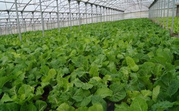 “La promoción de los productos autóctonos es determinante para la agricultura y ganadería”