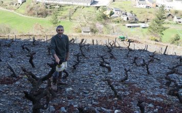 David Barrero, viticultor: “La margen derecha del río Ibias es la mejor zona de viñas”