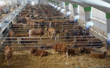 Rubén Fernández: “El futuro de la Ternera Asturiana para regular la producción debería funcionar a través de cebaderos”