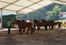 Gran acogida del I Concurso-Exposición del Caballo en Cangas de Onís