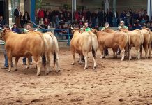 El Concurso Subasta Nacional de Asturiana de los Valles celebra su 30 aniversario