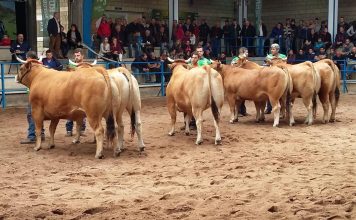 El Concurso Subasta Nacional de Asturiana de los Valles celebra su 30 aniversario