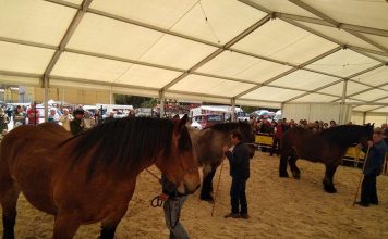 Belmonte concentró al sector ecuestre asturiano en el XIV Concurso Exposición del Caballo