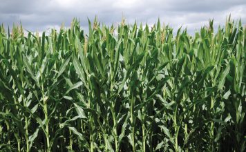 El programa ‘PROFER’ de Campoastur asesora sobre fertilización eficiente