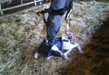 Programa de recría de vacuno lechero ‘CORE Campoastur’, una forma de mejorar los números de tu explotación