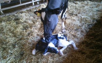 Programa de recría de vacuno lechero ‘CORE Campoastur’, una forma de mejorar los números de tu explotación