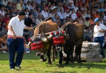 La exhibición de arrastre contará con parejas cántabras en Llanera por San Isidro